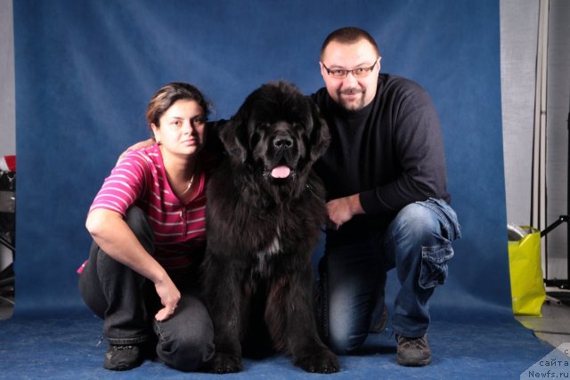 Фото: ньюфаундленд Piternyuf Monte Kristo (Питерньюф Монте Кристо), Dar'ya Hijnyak (Дарья Хижняк), Aleksey Hijnyak (Алексей Хижняк)