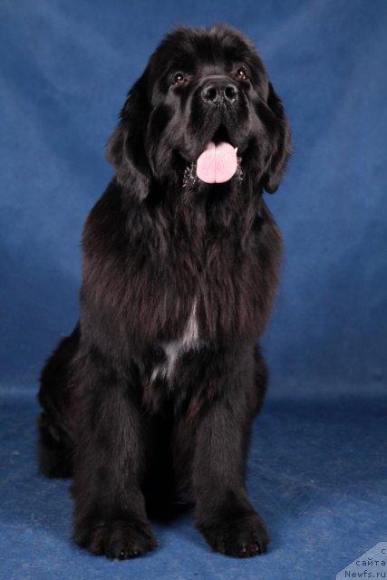 Фото: ньюфаундленд Piternyuf Monte Kristo (Питерньюф Монте Кристо)