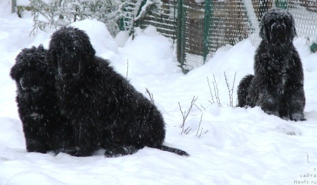 Фото: ньюфаундленд Plushevaya Panda Cheri Suisse (Плюшевая Панда Чери Свис), ньюфаундленд Plushevaya Panda Cherry Brandy (Плюшевая Панда Черри Бренди)