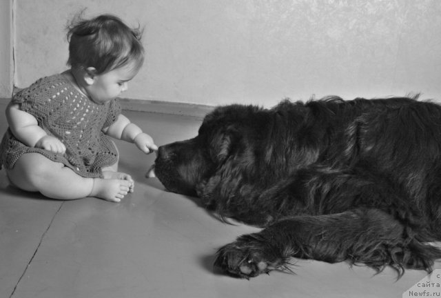 Фото: ньюфаундленд Zvezdnyiy Angel (Звездный Ангел)