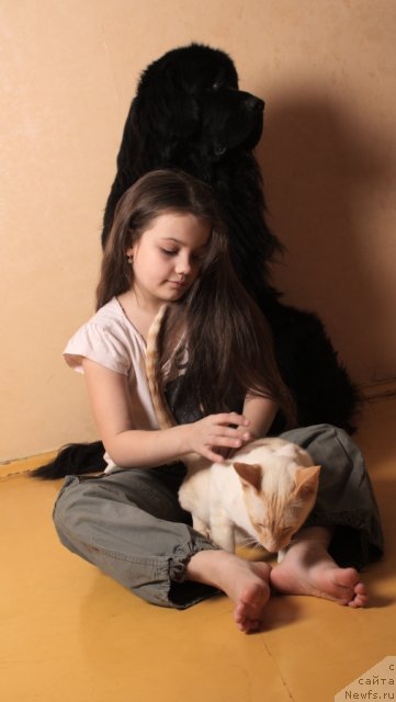 Фото: ньюфаундленд Zvezdnyiy Angel (Звездный Ангел)