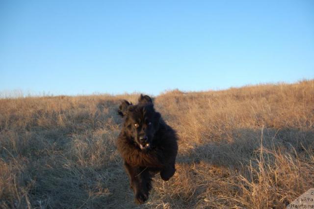 Фото: ньюфаундленд Lesnaya Skazka Roza CHernaya (Лесная Сказка Роза Черная)