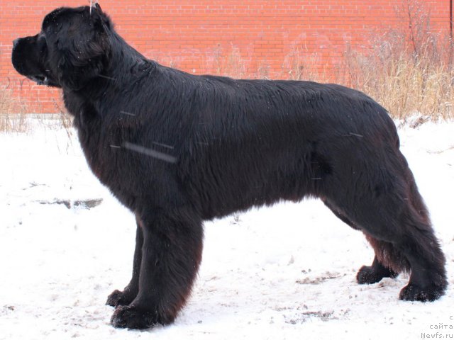 Фото: ньюфаундленд Piternyuf Monte Kristo (Питерньюф Монте Кристо)