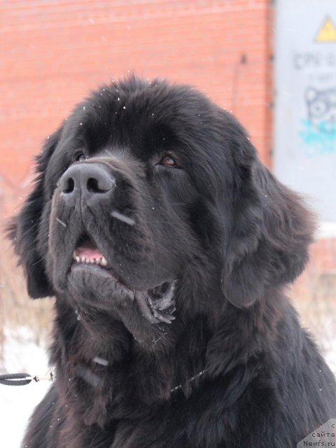 Фото: ньюфаундленд Piternyuf Monte Kristo (Питерньюф Монте Кристо)