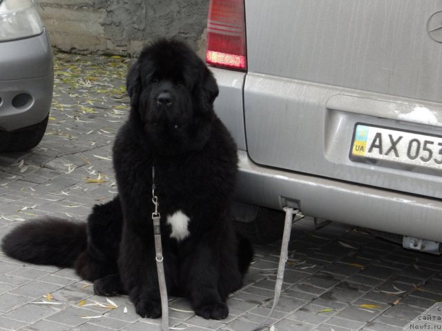 Фото: ньюфаундленд Beguschaya po Volnam Regatta Katti Sark (Бегущая по Волнам Регатта Катти Сарк)