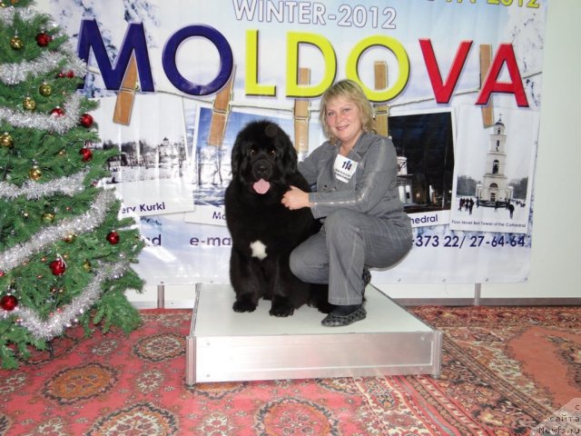 Фото: ньюфаундленд Beguschaya po Volnam Regatta Katti Sark (Бегущая по Волнам Регатта Катти Сарк)