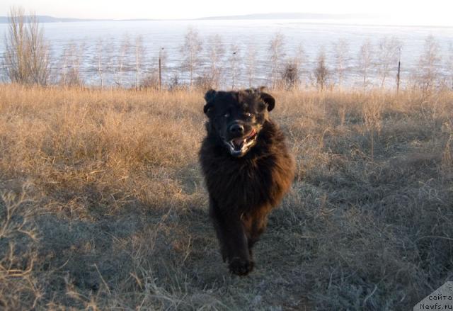 Фото: ньюфаундленд Lesnaya Skazka Roza CHernaya (Лесная Сказка Роза Черная)