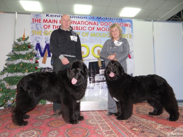 Фото: ньюфаундленд Beguschaya po Volnam Regatta Katti Sark (Бегущая по Волнам Регатта Катти Сарк)