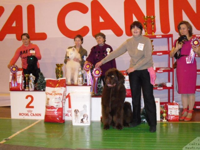 Фото: ньюфаундленд Horunzhy s Berega Dona (Хорунжий с Берега Дона)