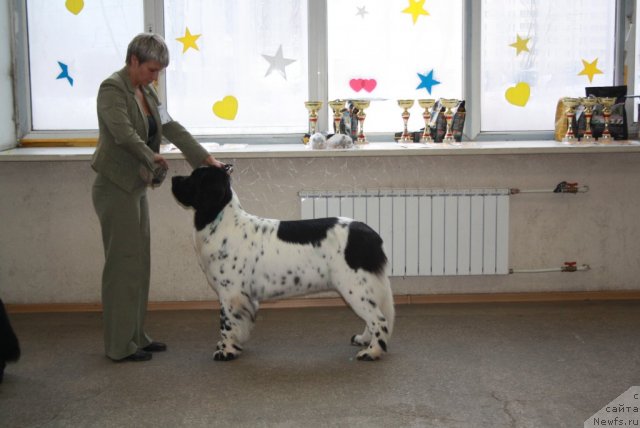 Фото: ньюфаундленд Skazochnaya Kroha Prelestnaya Blondi (Сказочная Кроха Прелестная Блонди)
