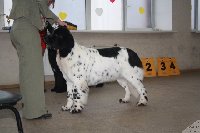 Фото: ньюфаундленд Skazochnaya Kroha Prelestnaya Blondi (Сказочная Кроха Прелестная Блонди)