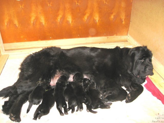 Фото: ньюфаундленд Potap Catriona (Потап Цатриона)