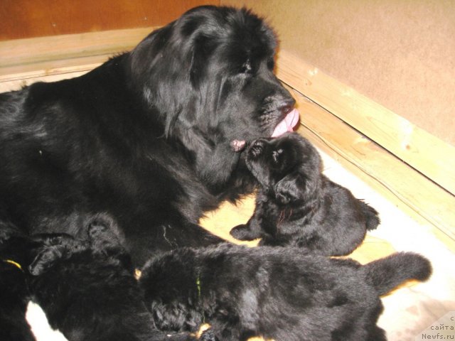 Фото: ньюфаундленд Potap Catriona (Потап Цатриона)