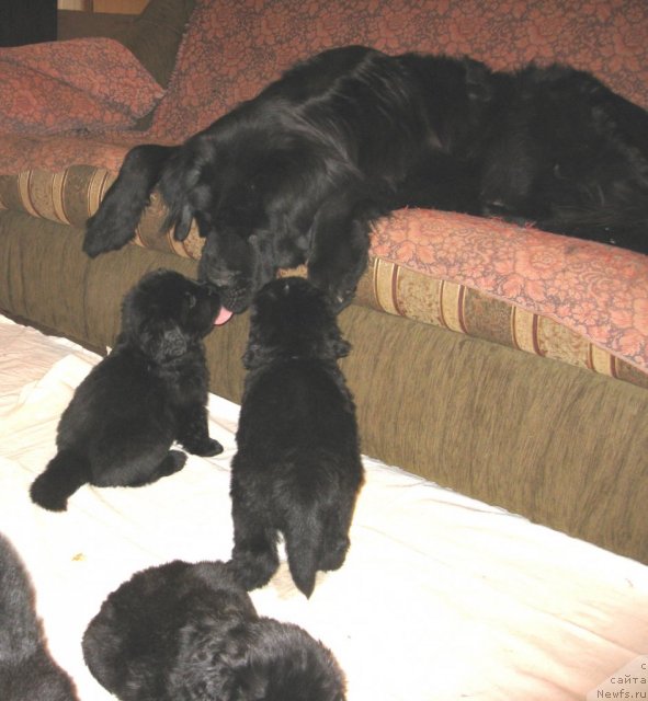 Фото: ньюфаундленд Potap Catriona (Потап Цатриона)