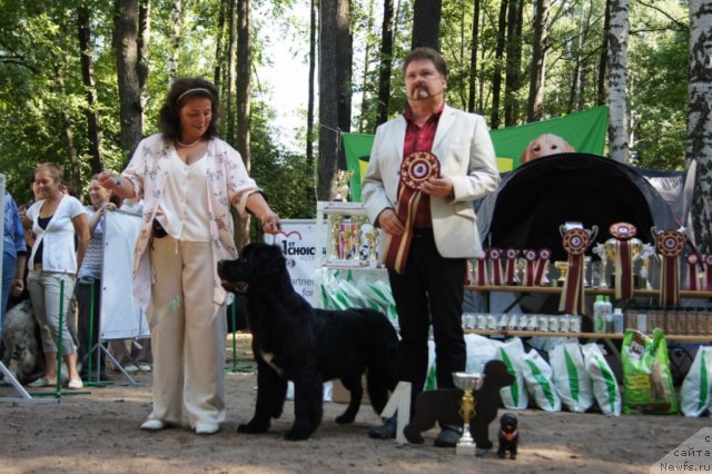 Фото: ньюфаундленд Belkonder-Club Ugli-Boogli (Белкондер-Клаб Угли-Бугли)