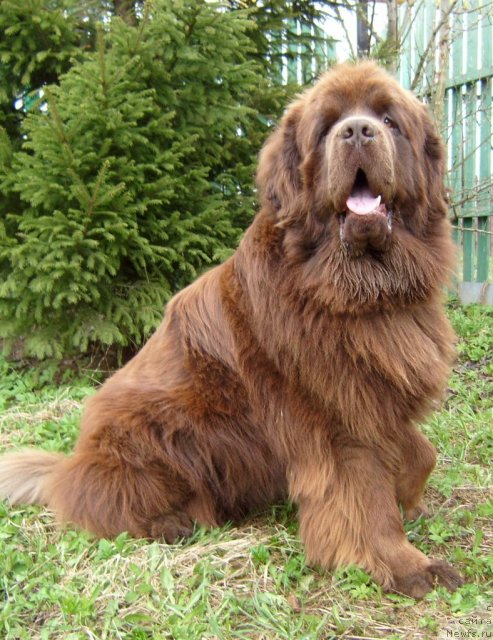 Фото: ньюфаундленд Fann'yuf Gold Kap (Фанньюф Голд Кап)