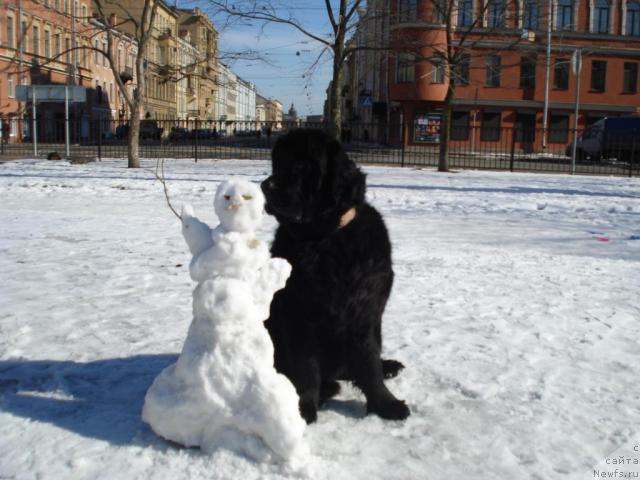 Фото: ньюфаундленд Talula Bell (Талула Белл)