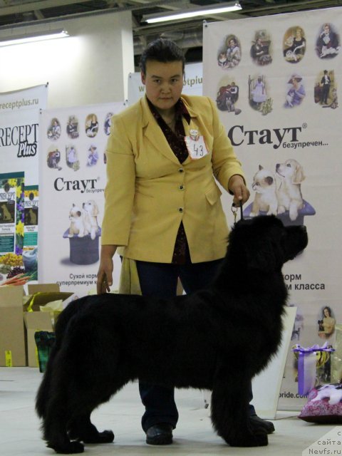 Фото: ньюфаундленд Arabella Doch' Vivata (Арабелла Дочь Вивата), Darima Achitueva (Дарима Ачитуева)