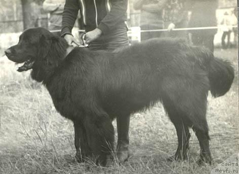 Фото: ньюфаундленд Maksi (Макси)