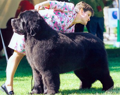 Фото: ньюфаундленд Timbermists Beyond Midnight