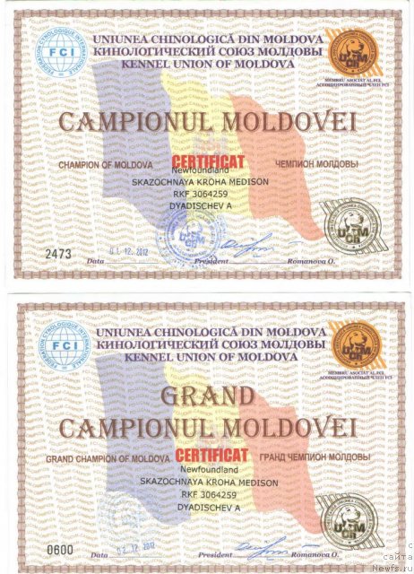 Фото: ньюфаундленд Skazochnaya Kroha Medison (Сказочная Кроха Медисон), ньюфаундленд Skazochnaya Kroha Medison (Сказочная Кроха Медисон)