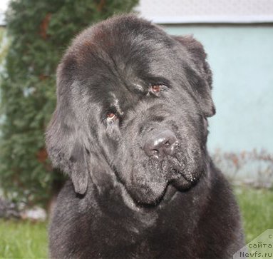 Фото: ньюфаундленд Izbrannitsa Nebes Katalina (Избранница Небес Каталина)