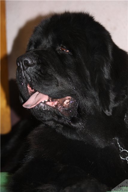 Фото: ньюфаундленд Izbrannitsa Nebes Katalina (Избранница Небес Каталина)