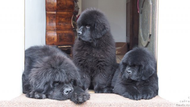 Фото: ньюфаундленд Very Fairweathers Top Secret, ньюфаундленд Very Fairweathers Zhade