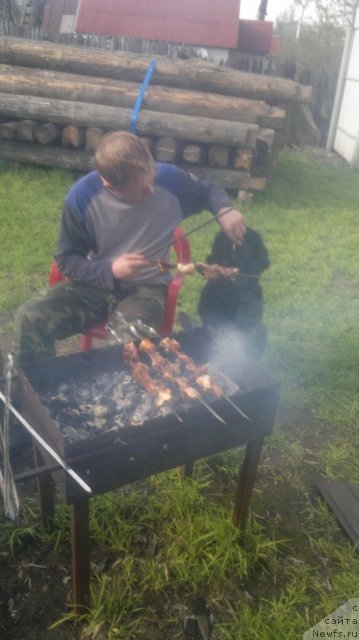 Фото: ньюфаундленд Sent Djons YUkatan (Сент Джонс Юкатан)