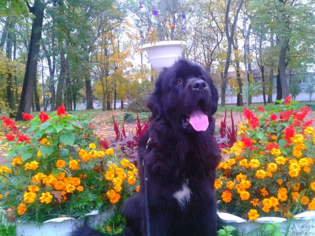 Фото: ньюфаундленд Leslley-Sia Flover (Лесли-Сиа Фловер)