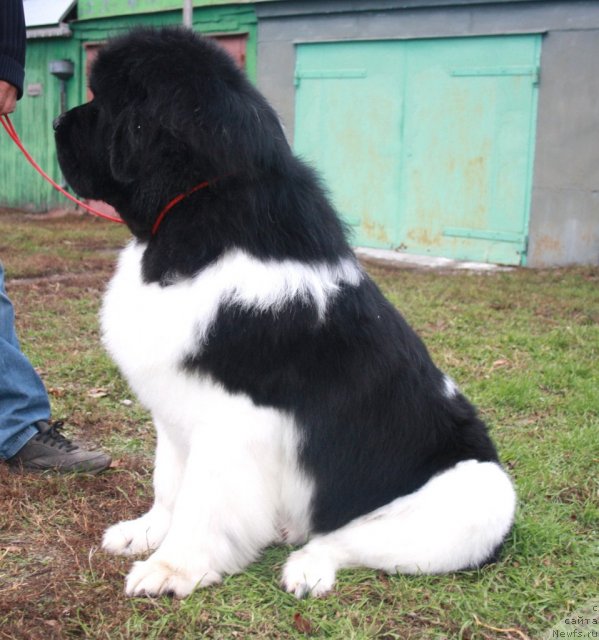 Фото: ньюфаундленд Super Premium Emu Net Ravnyih (Супер Премиум Ему Нет Равных)