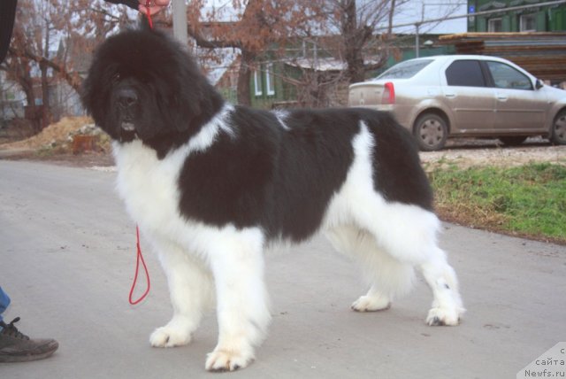 Фото: ньюфаундленд Super Premium Emu Net Ravnyih (Супер Премиум Ему Нет Равных)