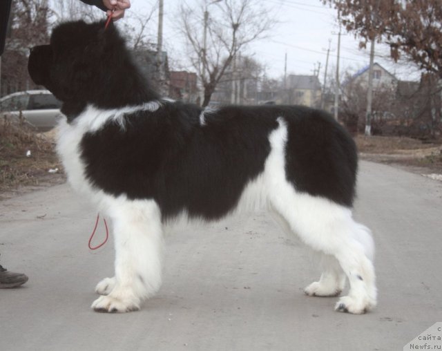 Фото: ньюфаундленд Super Premium Emu Net Ravnyih (Супер Премиум Ему Нет Равных)