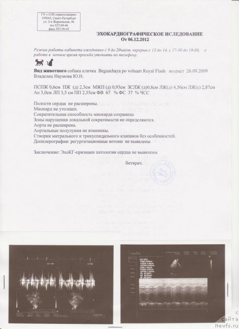 Фото: ньюфаундленд Beguschaya po Volnam Royal Flash (Бегущая по Волнам Роуал Флаш)