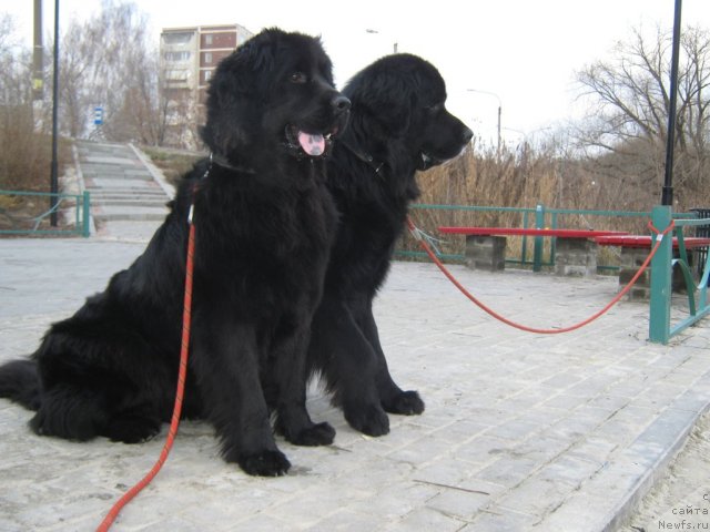 Фото: ньюфаундленд Imperatorskiy Kapriz Ikariya (Императорский Каприз Икария), ньюфаундленд Arman'yak Dushi Moey (Арманьяк Души Моей)