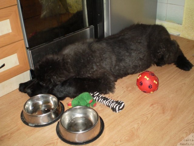 Фото: ньюфаундленд Sirius Blyek Vyey (Сириус Блэк Вэй)