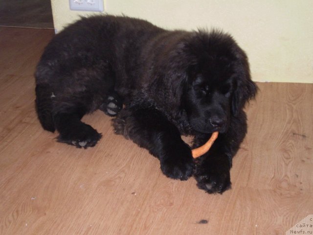 Фото: ньюфаундленд Sirius Blyek Vyey (Сириус Блэк Вэй)