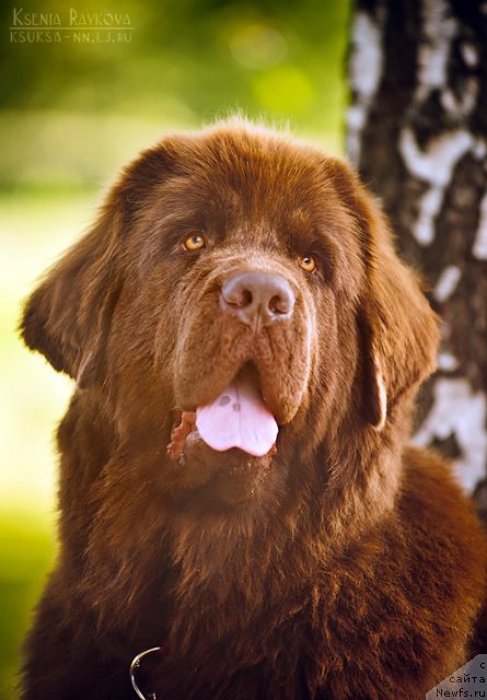 Фото: ньюфаундленд Chernyi Sharm Angel'skaya Krasota (Черный Шарм Ангельская Красота)