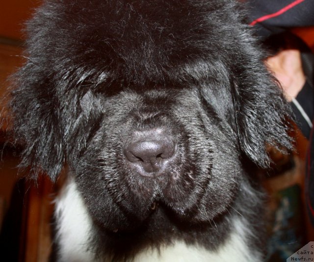 Фото: ньюфаундленд Super Premium Emu Net Ravnyih (Супер Премиум Ему Нет Равных)