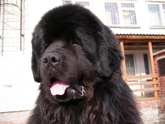 Фото: ньюфаундленд Dans Memori F'yudjan Rif (Данс Мемори Фьюджан Риф)