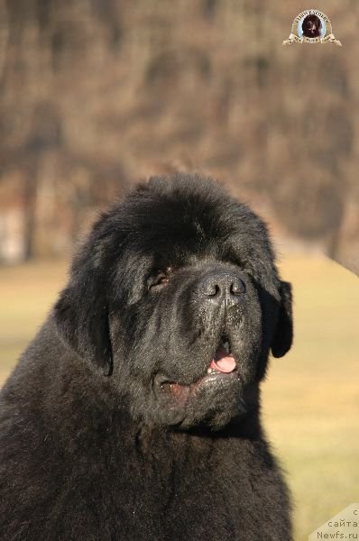 Фото: ньюфаундленд Fairweathers Keeping the Faith