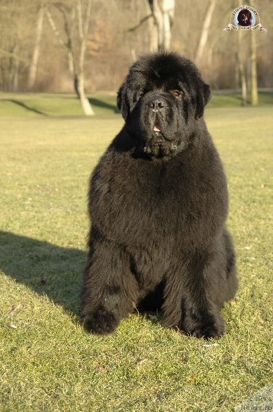 Фото: ньюфаундленд Fairweathers Keeping the Faith