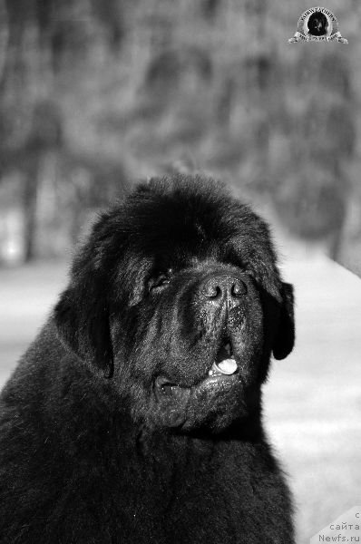 Фото: ньюфаундленд Fairweathers Keeping the Faith