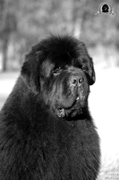 Фото: ньюфаундленд Fairweathers Keeping the Faith