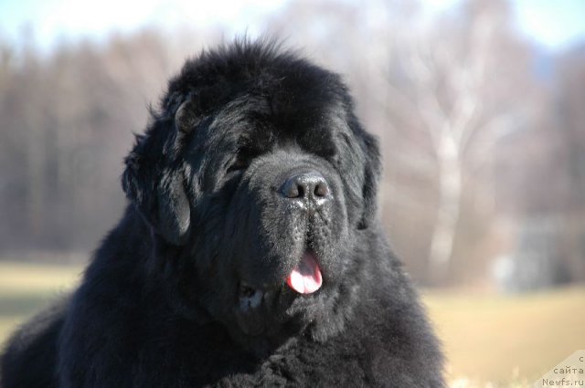 Фото: ньюфаундленд Fairweathers Keeping the Faith