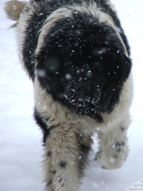 Фото: ньюфаундленд Plushevayа Panda Haira (Плюшевая Панда Хаира)