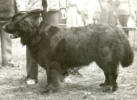 Фото: ньюфаундленд Ger Ara (Гер Ара)