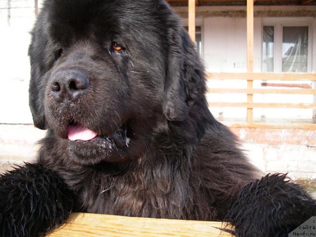 Фото: ньюфаундленд Dans Memori F'yudjan Rif (Данс Мемори Фьюджан Риф)