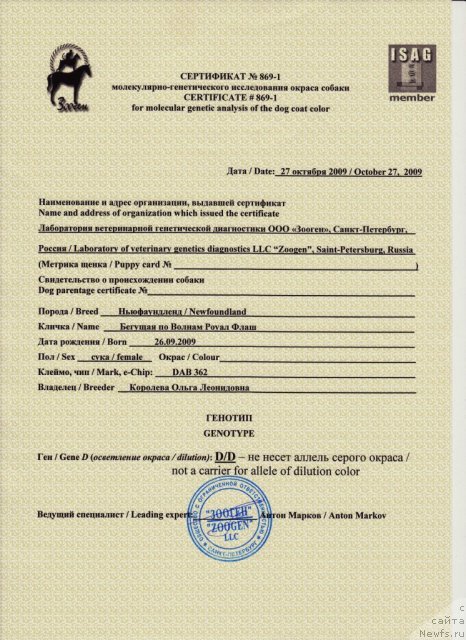 Фото: ньюфаундленд Beguschaya po Volnam Royal Flash (Бегущая по Волнам Роуал Флаш)