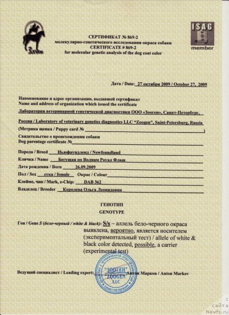 Фото: ньюфаундленд Beguschaya po Volnam Royal Flash (Бегущая по Волнам Роуал Флаш)